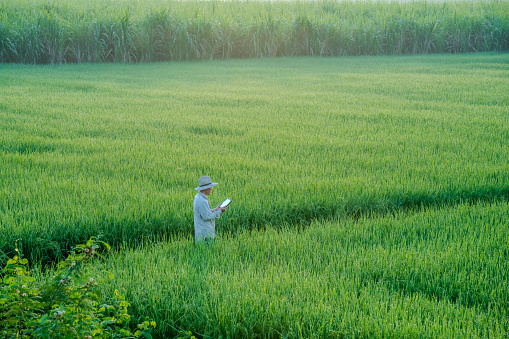 male farmer holding a tablet in hand Standing in the rice fields looking for information on rice production, Ears of rice in a rice field in Thailand.