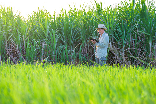 male farmer holding a tablet in hand Standing in the rice fields looking for information on rice production, the background is a sugarcane plantation, Ears of rice in a rice field in Thailand.