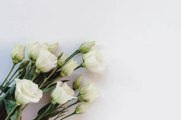 istock Eustoma grandiflorum white flowers on white background, top view. Festive background, flat lay, copy space 1796388023