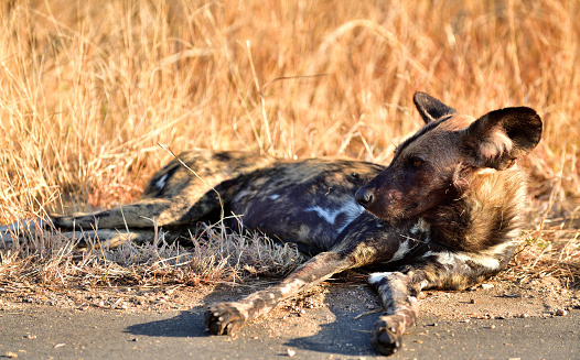 Wild dog resting in the Kruger National Park