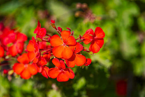 Close-up of beautiful red blossoms of regal pelargonium flowers at French village of Giens on a sunny late spring day. Photo taken June 10th, 2023, Giens, Hyères, France.