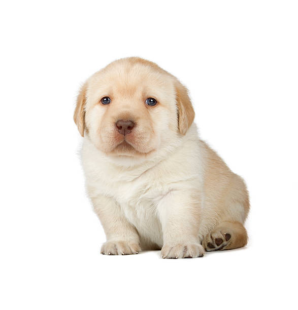 A 3 week old beautiful golden Labrador retriever pup
