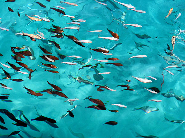 lotes de peces en el mar - cayman islands fotografías e imágenes de stock