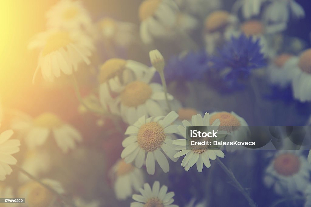 Vintage flores de camomila - Foto de stock de Beleza natural - Natureza royalty-free