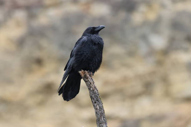 istock Common raven (Corvus corax)  Baden Wuerttemberg Germany 1796406621
