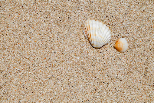 Close-up of seashells on a summer beach