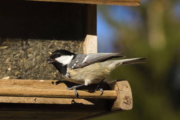 istock Wild Tit Bird Eating Seeds from Wooden Feeder 1796407157