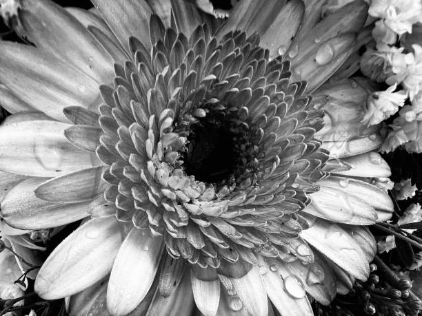 istock Close up of a flower with raindrops 1796407195