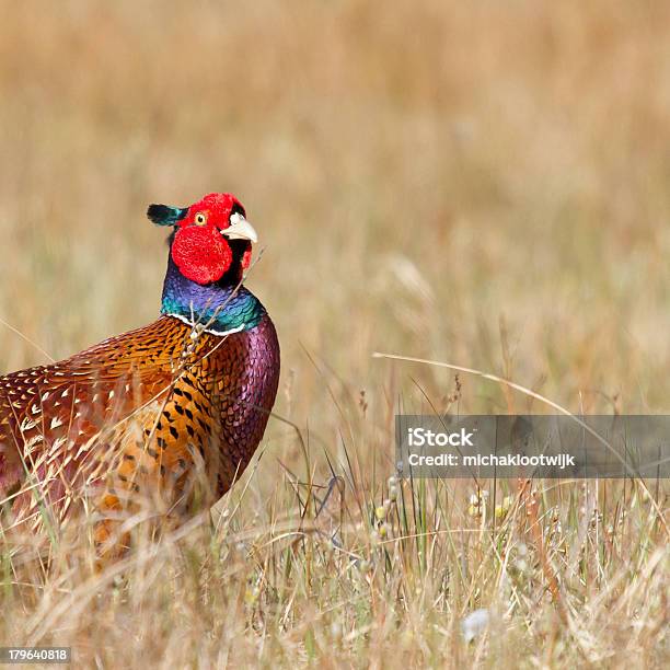 Fagiano Comune - Fotografie stock e altre immagini di Ala di animale - Ala di animale, Animale, Animale selvatico