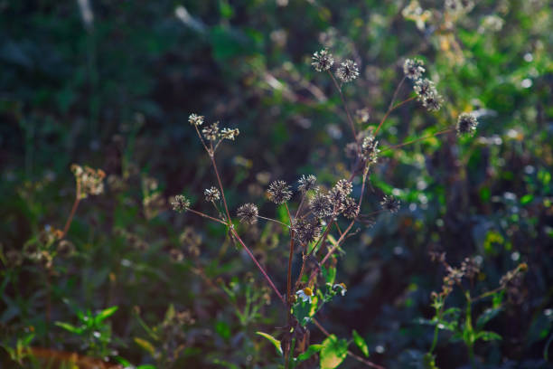 Wildflower with sunlight morning in winter