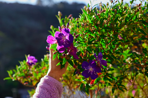 Cropped hand of woman picking purple Malabar melastome flower