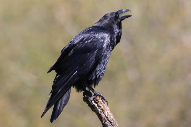 istock Common raven (Corvus corax)  Baden Wuerttemberg Germany 1796409517