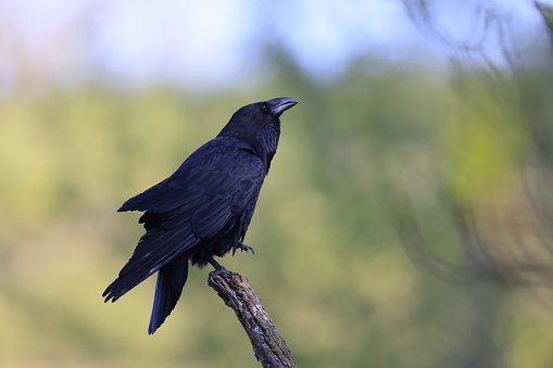 Common raven (Corvus corax)  Baden Wuerttemberg Germany