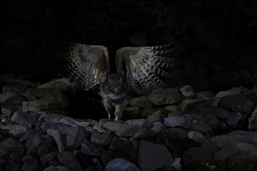 Blakiston's fish owl (Ketupa blakistoni) fishing at night Hokkaido Japan