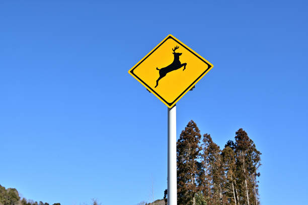 istock Animal caution road sign 1796421219