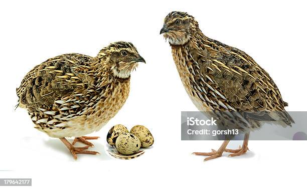 Photo libre de droit de Quails Sont Cultivés Selon Des Méthodes De Volaille banque d'images et plus d'images libres de droit de Adulte