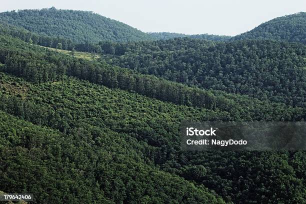 Vista Aérea Del Bosque Foto de stock y más banco de imágenes de Abstracto - Abstracto, Aire libre, Belleza de la naturaleza