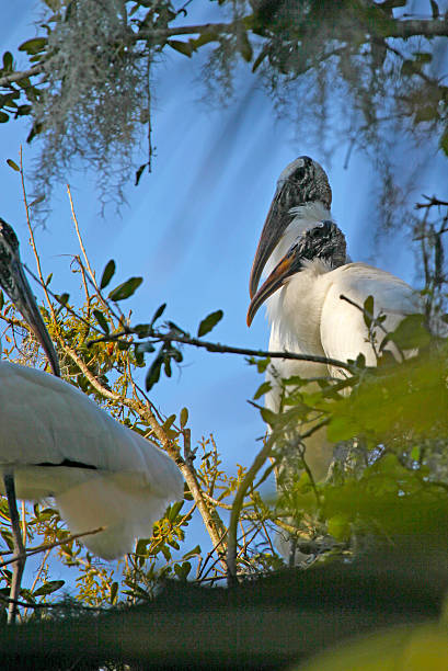 istock Pair of Wood Storks 179642745