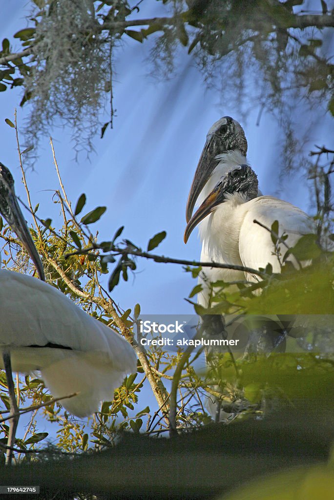 Para z drewna Storks - Zbiór zdjęć royalty-free (Bez ludzi)