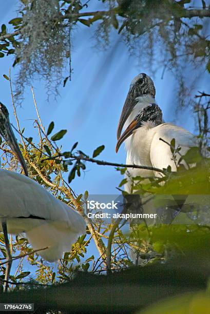 Para Z Drewna Storks - zdjęcia stockowe i więcej obrazów Bez ludzi - Bez ludzi, Dławigad amerykański, Fotografika