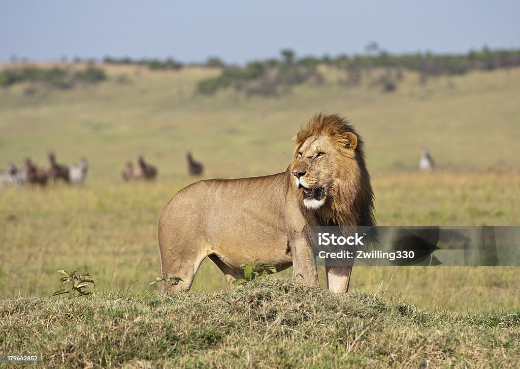 León en savannah - Foto de stock de Aire libre libre de derechos