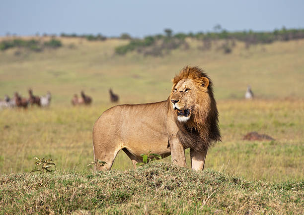 istock lion in the savannah 179642852