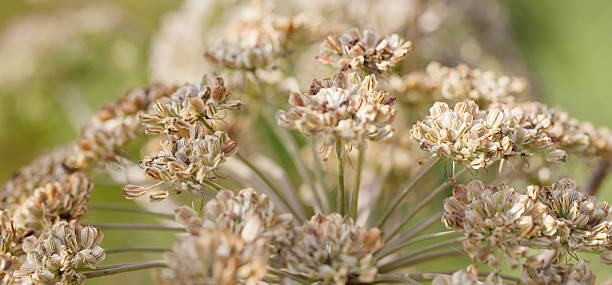 wild angelica (a. sylvestris) - angelica sylvestris stock-fotos und bilder