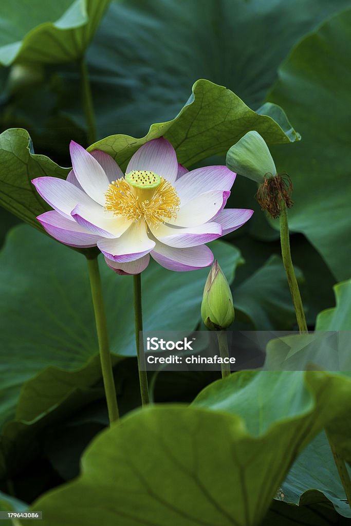 Lotus flores - Foto de stock de Agua libre de derechos