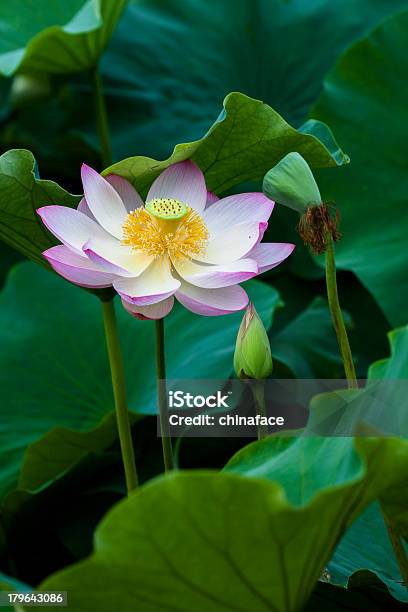 Lotus Flores Foto de stock y más banco de imágenes de Agua - Agua, Aire libre, Amarillo - Color