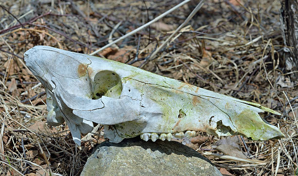 istock Skull of wild boar 179643127