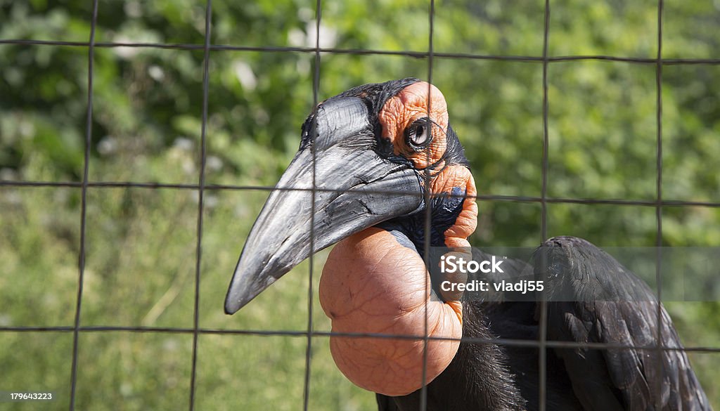 Grandes imágenes de los raven Kafrsky cornuda - Foto de stock de Ala de animal libre de derechos