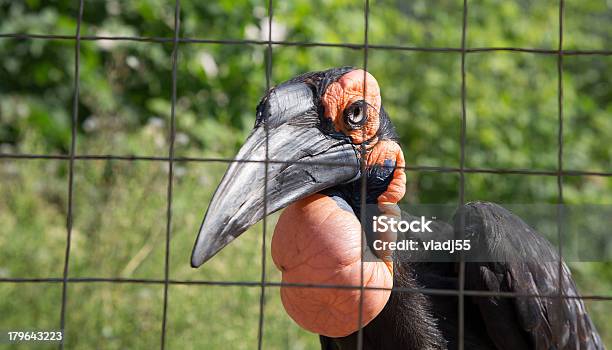 Grandes Imágenes De Los Raven Kafrsky Cornuda Foto de stock y más banco de imágenes de Ala de animal - Ala de animal, Cuervo, Cuervo común