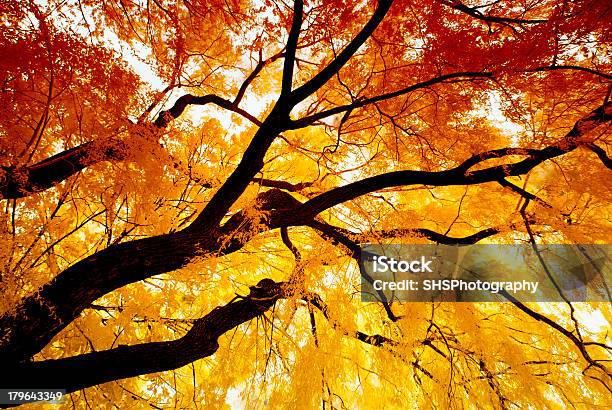 추절 적외선 버들 가을에 대한 스톡 사진 및 기타 이미지 - 가을, 추상적인, 10월