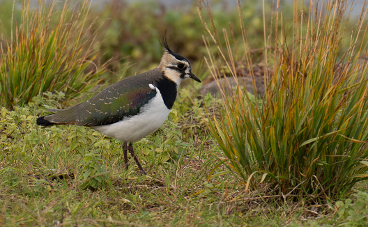 The Lapwing is a handsome wader