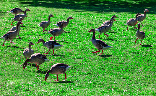 A flock of geese on a green lawn in the park.  Group of birds in their natural behaviors