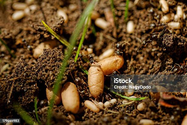 Foto de Ant Ovos e mais fotos de stock de Abdome - Abdome, Abdômen, Animal