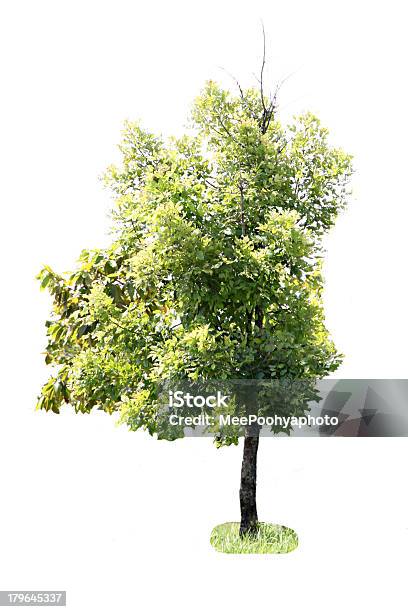 Árvores Na Floresta - Fotografias de stock e mais imagens de Anel de árvore - Anel de árvore, Ao Ar Livre, Canteiro de flores