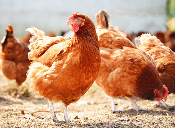 istock Chicken on traditional free range poultry farm 179645905