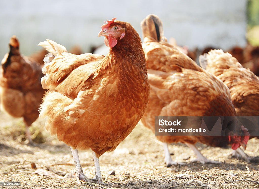 Chicken on traditional free range poultry farm Agriculture Stock Photo