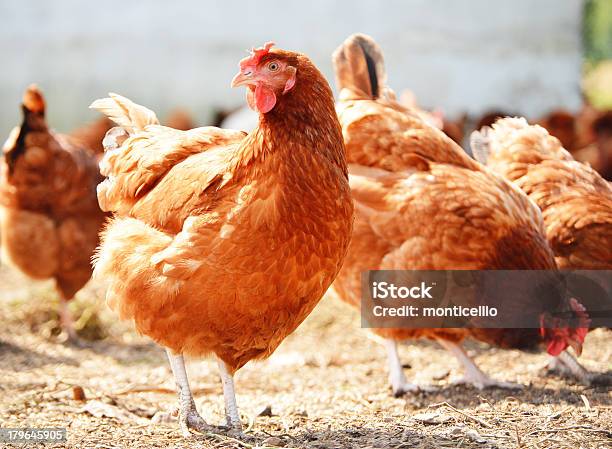 Chicken On Traditional Free Range Poultry Farm Stock Photo - Download Image Now - Agriculture, Animal, Bird