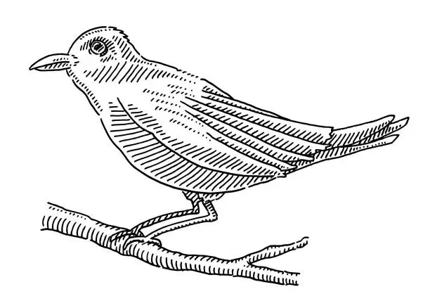 Vector illustration of Songbird On A Twig Drawing