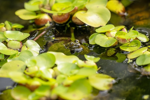 A closeup of a frog among the lilies in a pond