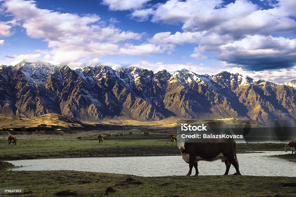 Vaca con las montañas de fondo. - Foto de stock de Agricultura libre de derechos