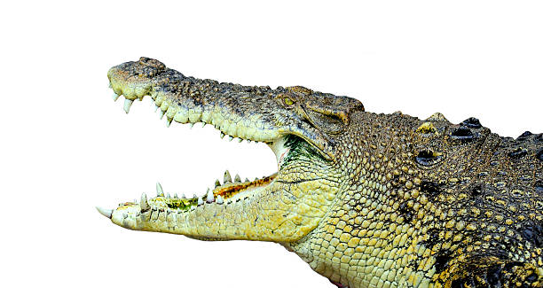 istock Large male crocodile isolated 179647465