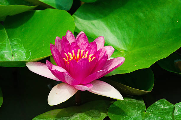istock The water yellow-white lily 179647472