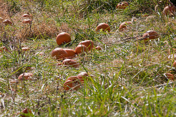 Campo di Pumpkins - foto stock