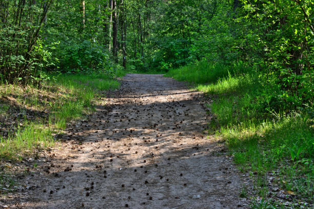 dusty road in the green forest covered with spruce cones
