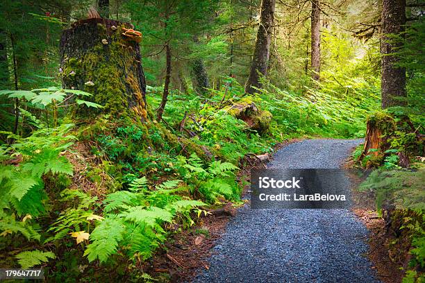 Chugach Forest - zdjęcia stockowe i więcej obrazów Alaska - Alaska, Bez ludzi, Cud natury