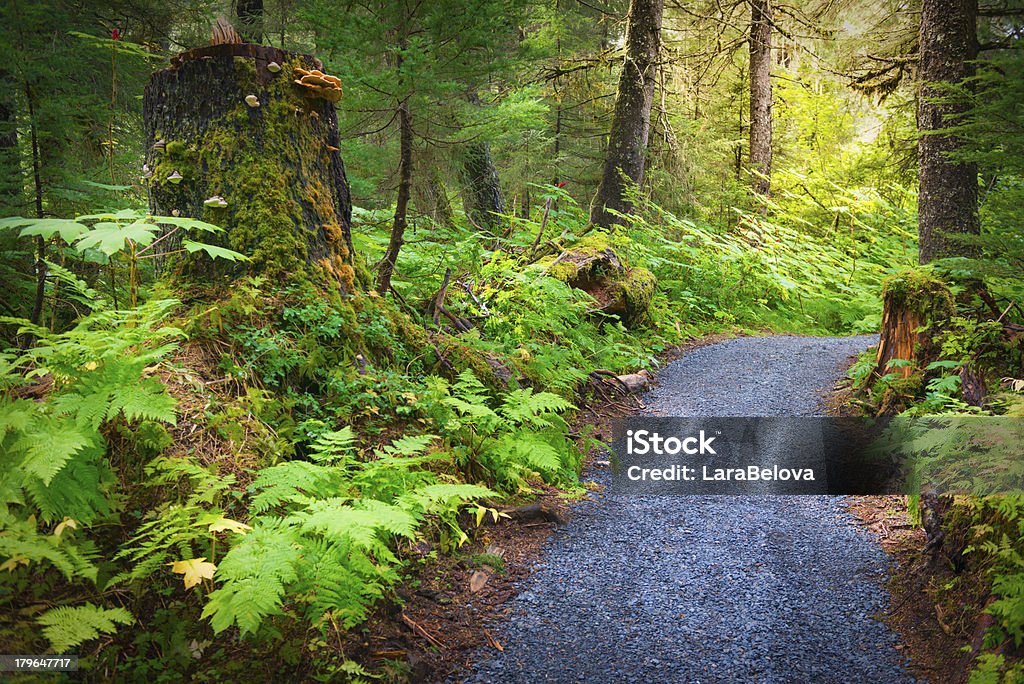 Floresta de Chugach - Royalty-free Alasca Foto de stock