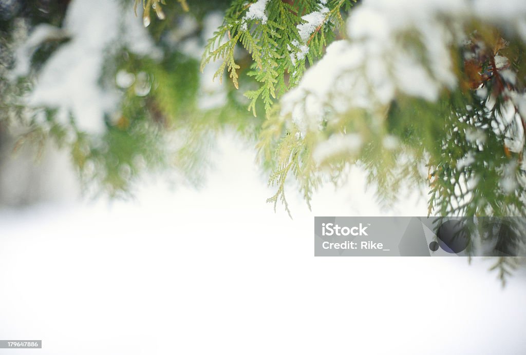 凍った松の枝 - アウトフォーカスのロイヤリティフリーストックフォト